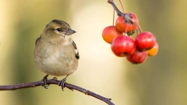 anti bird net for fruits