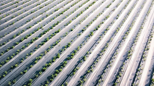 using the ground cover for the crops