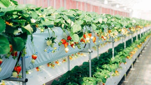 the strawberries in the greenhouse