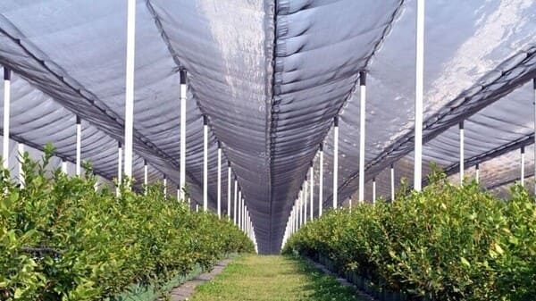 hail netting-Nettingland