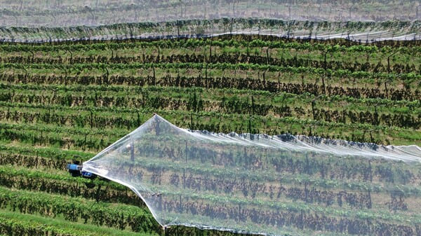 install the hail net for the grape vineyard