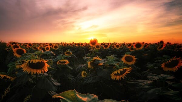 sunflower in the farm