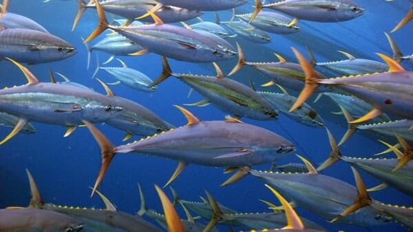 Nylon Monofilament Fishing Line, Black Color. - China Tuna Fishing Line and  Floating Line price